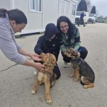 Шест кученца от приюта в с. Каменар намериха стопани за седмица