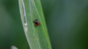 Студенти от САЩ посещават Циндао за потапяне в китайската култура