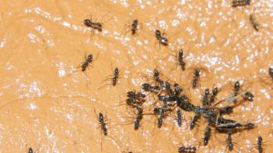 Смартфон Xiaomi ще дебютира с мобилната платформа Snapdragon 4s Gen 2 на Qualcomm до края на 2024 г. · TechNode