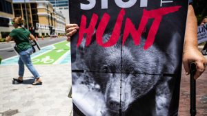 Флорида започва първия лов на черна мечка от десетилетие, въпреки недоволството