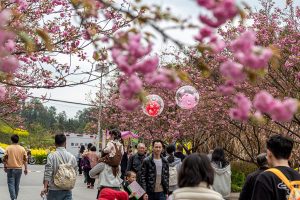 Цветовете подхранват туризма и жизнеността на селото